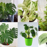 Money Plants Types