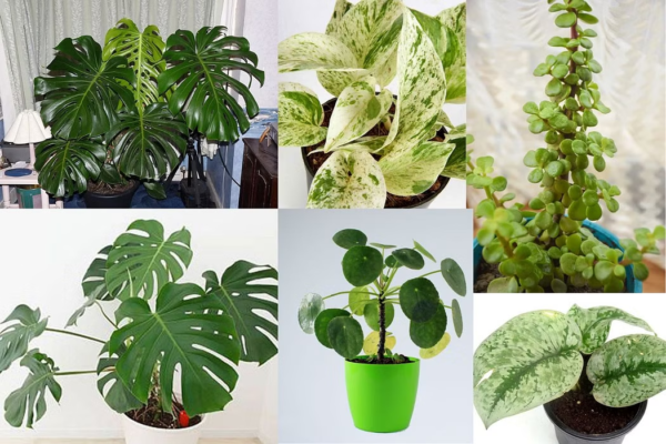 Money Plants Types